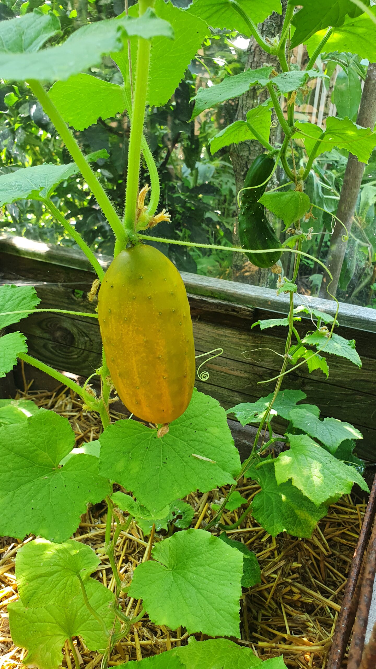 moestuin komkommer