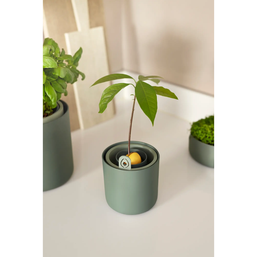 Amazing Avocado Pot