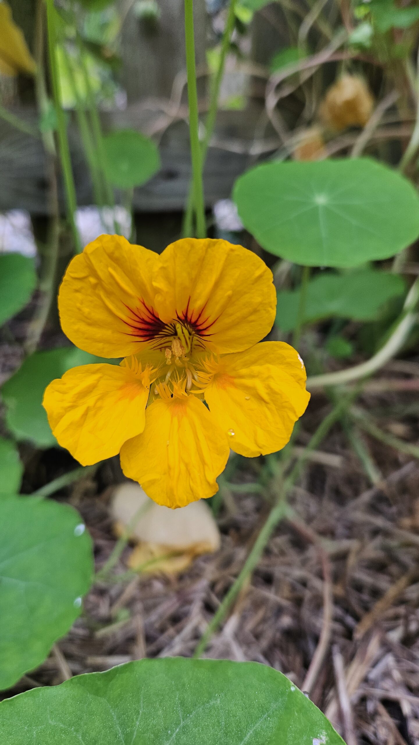 eetbare oost indische kers