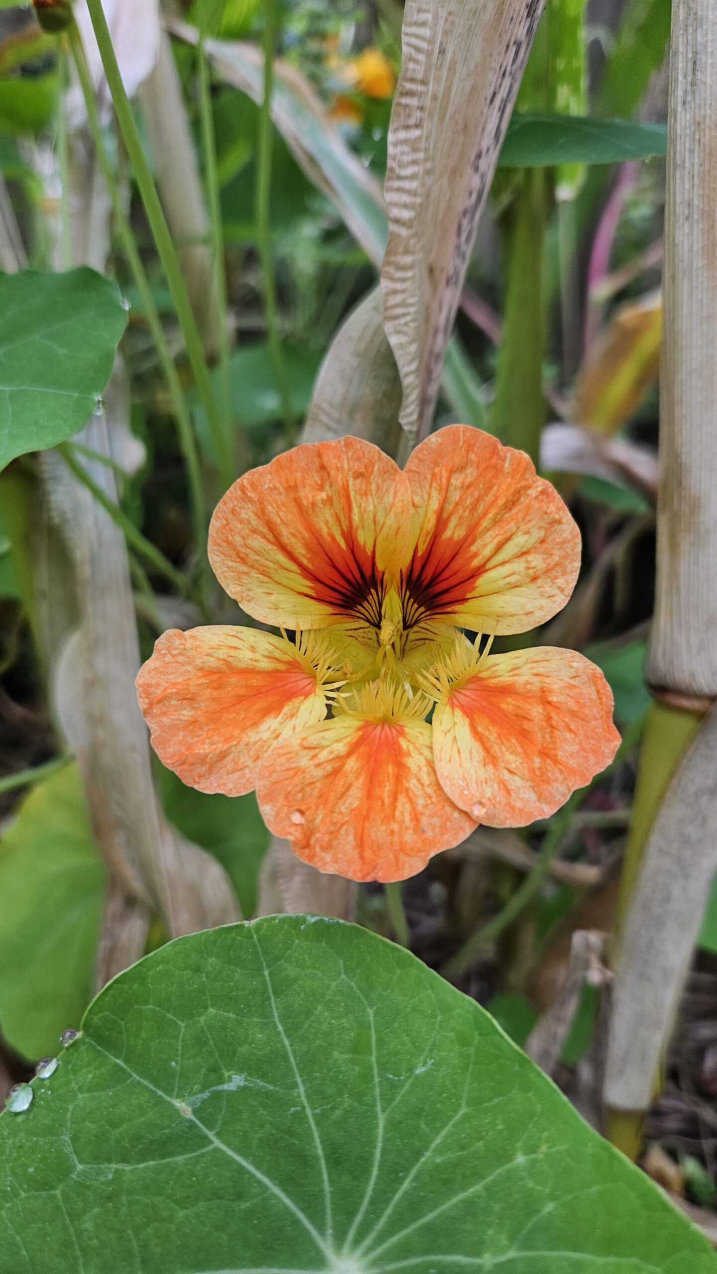 oost indische kers moestuin