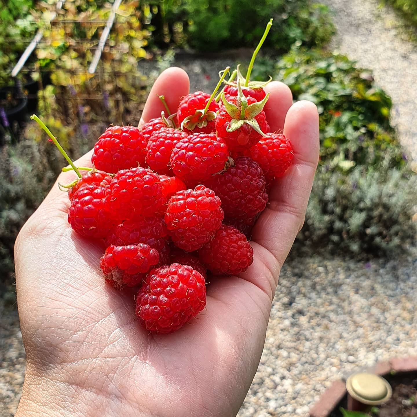 het snoeien van zomerframbozen